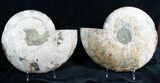 Split Ammonite Pair - Crystal Pockets #7580-3